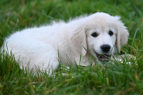 Choisissez l'arbre à chat parfait pour le bien-être de votre félin