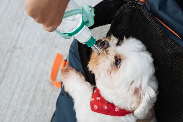 Top 5 gourdes idéales pour assurer l'hydratation de votre chien